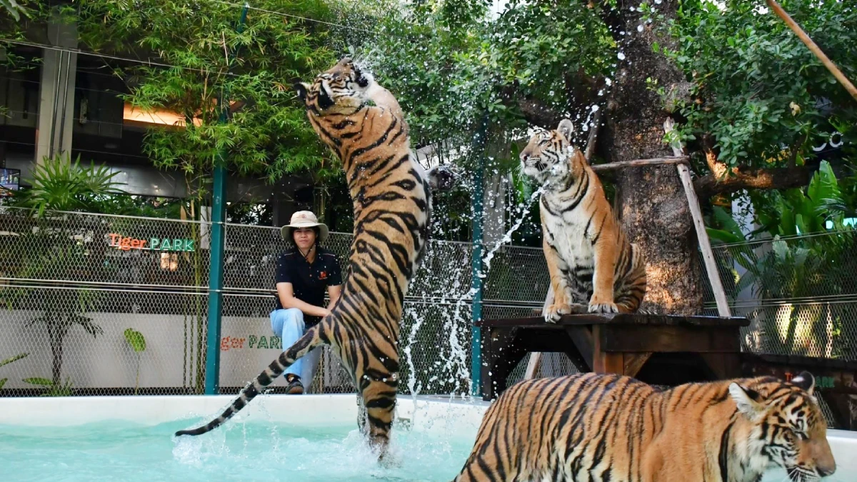 Tiger Park